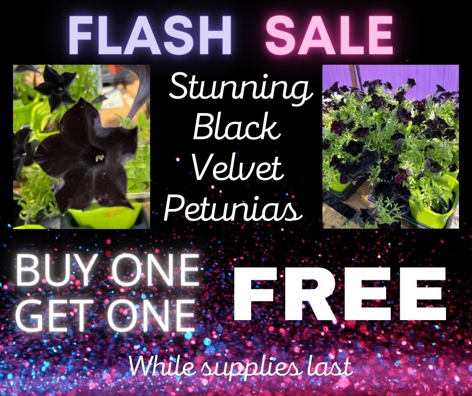 petunias BOGO free, black velvet petunias,