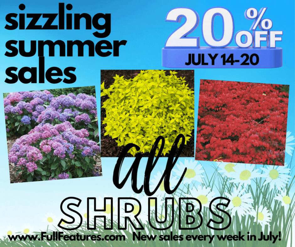 The top reasons we love shrubs - Full Features Landscape & Garden Center
