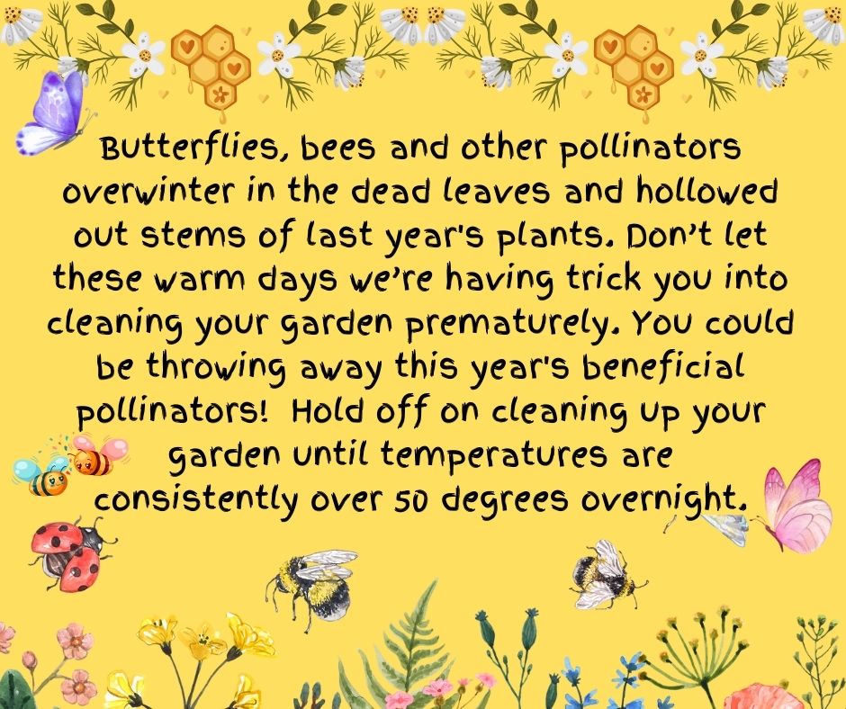 A graphic explaining why it is important to wait until temps are 50 degrees consistently to clean your garden. 